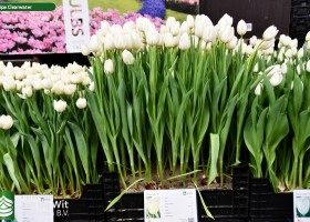 Tulipa Clearwater ® (1)